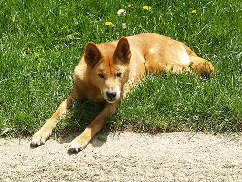 Dingo