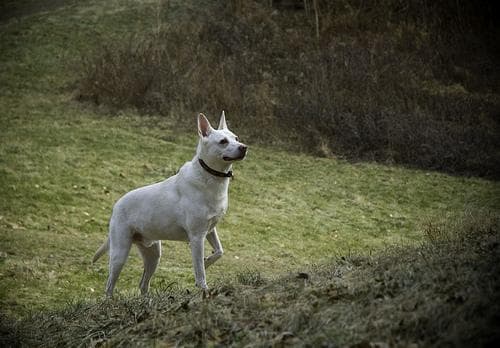 Dingo