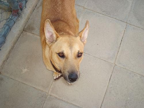 Dingo