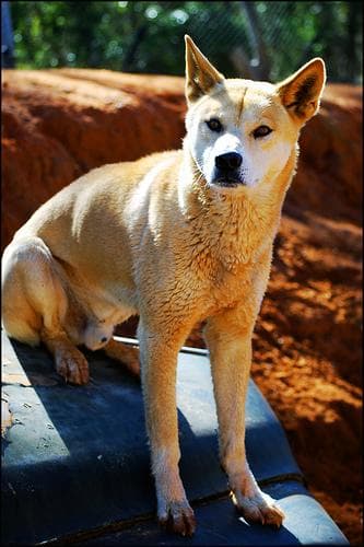 Dingo