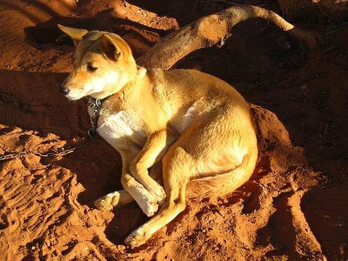 Dingo