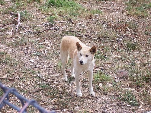 Dingo