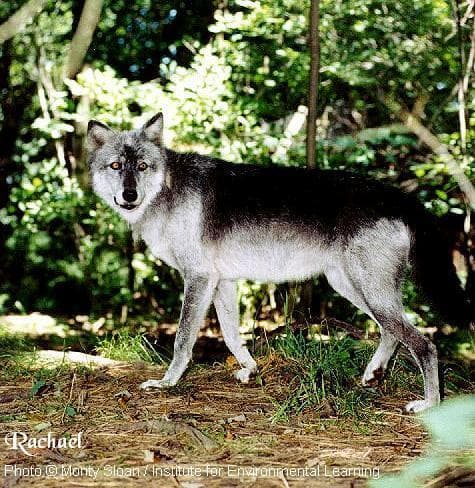Dingo