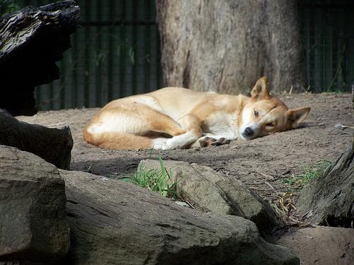 Dingo