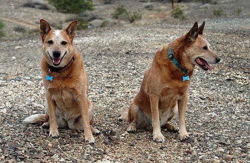 Dingo
