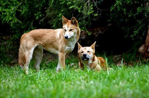 Dingo