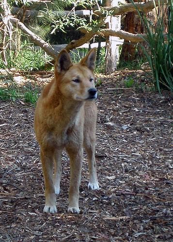 Dingo