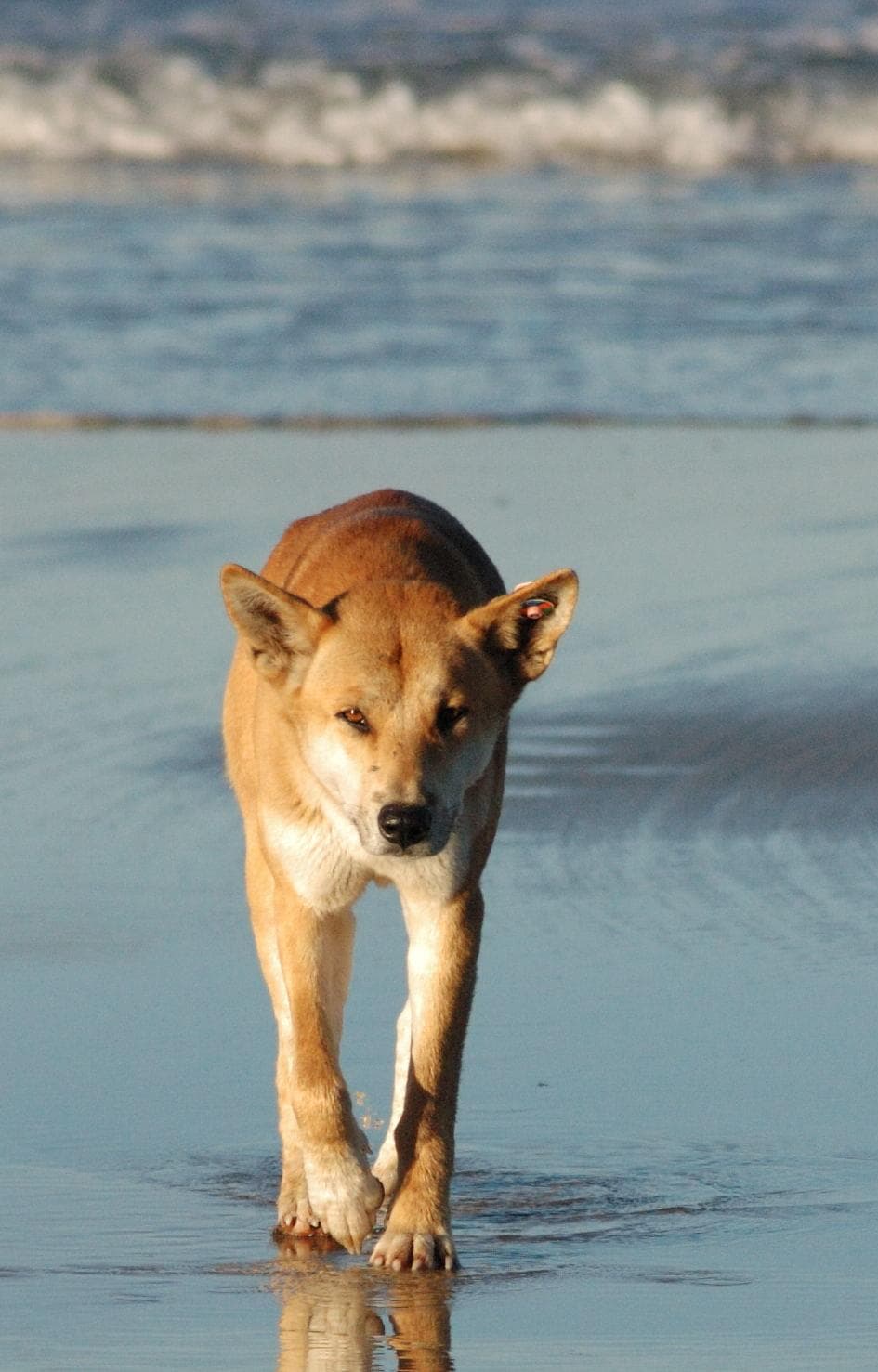 Dingo