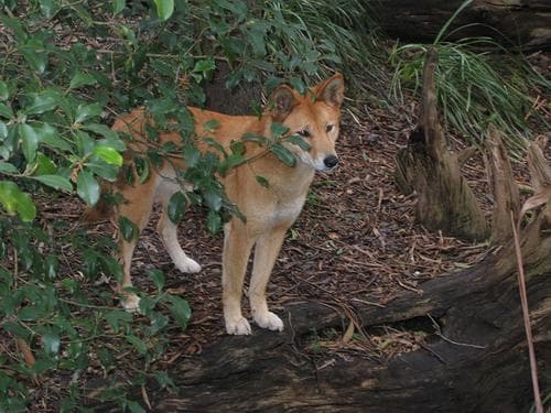 Dingo