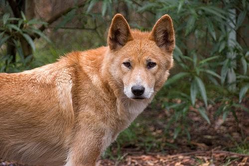 Dingo