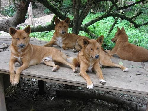 Dingo