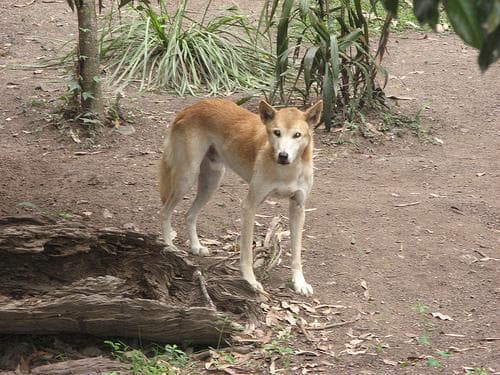 Dingo