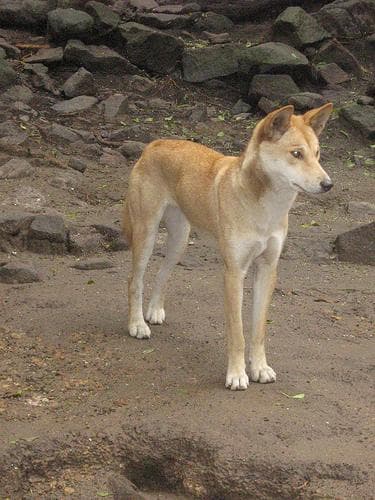 Dingo