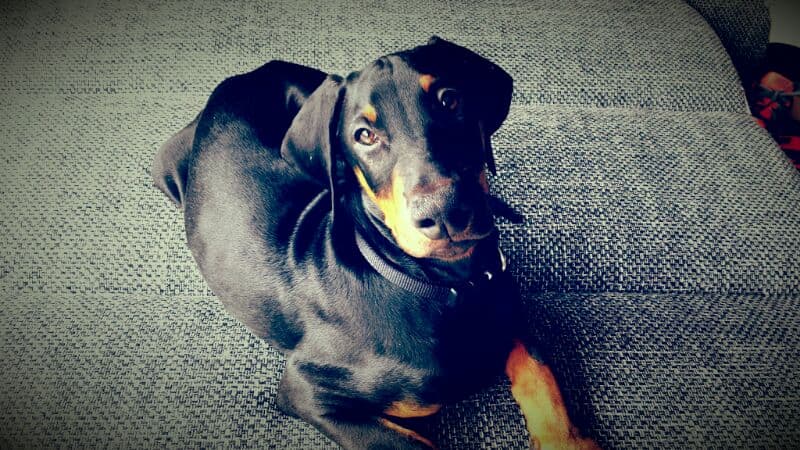 Doberman