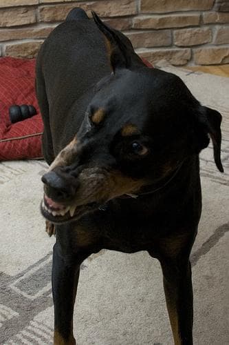 Doberman