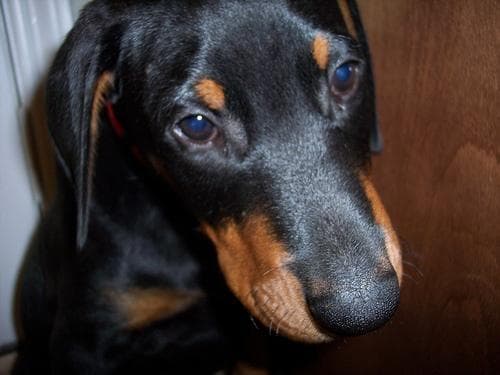Doberman