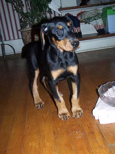 Doberman