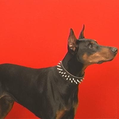 Doberman