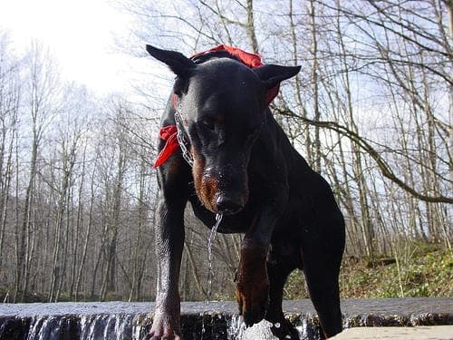 Doberman