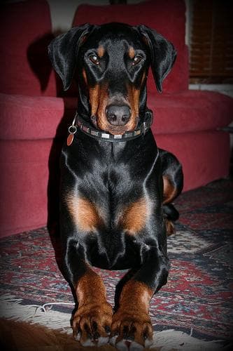 Doberman