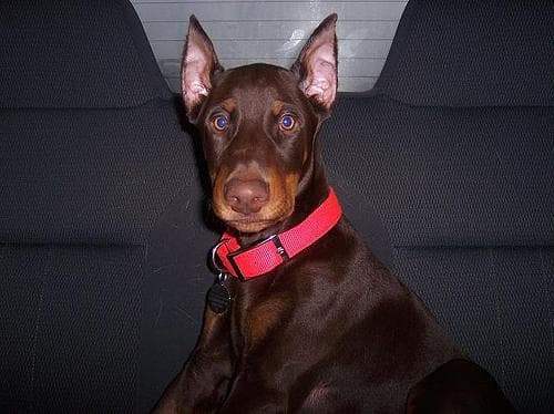 Doberman
