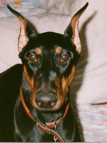 Doberman