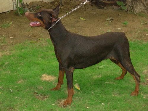 Doberman