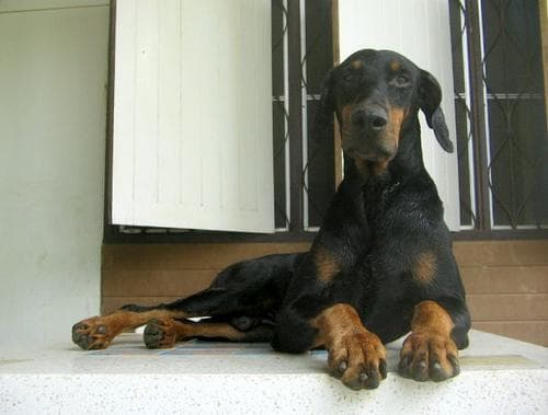 Doberman