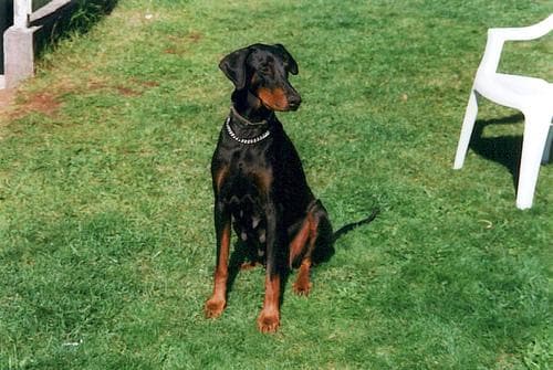 Doberman
