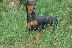 Doberman