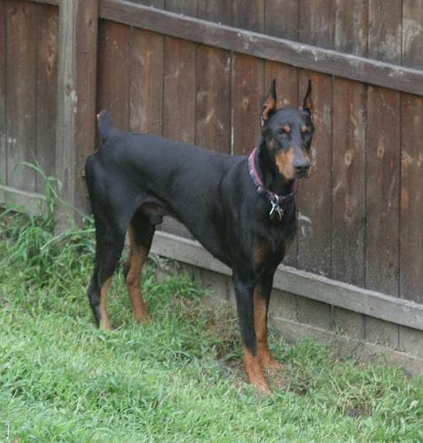 Doberman