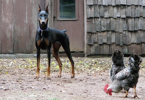 Doberman