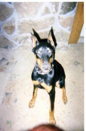 Doberman