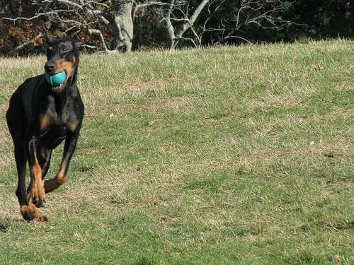 Doberman