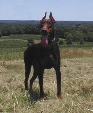 Doberman