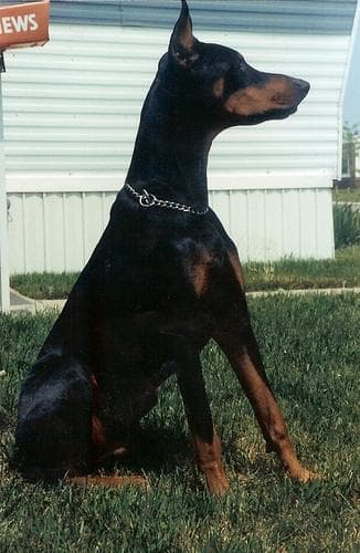 Doberman