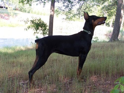 Doberman