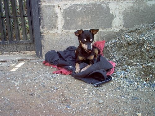 Doberman