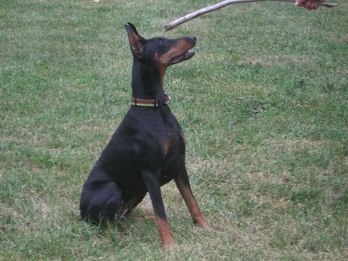 Doberman