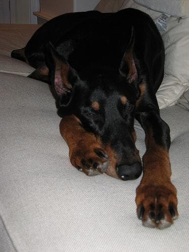 Doberman