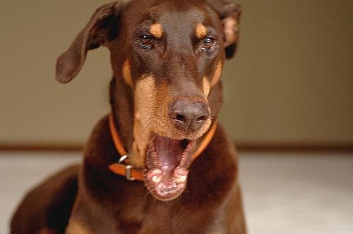 Doberman