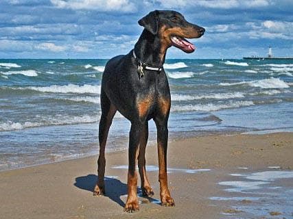 Doberman