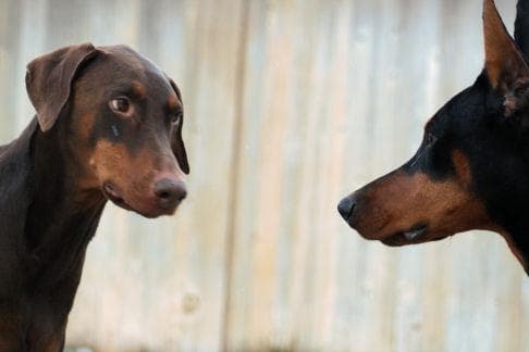 Doberman