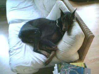 Doberman