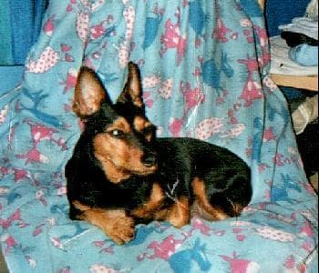 Doberman