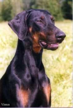 Doberman