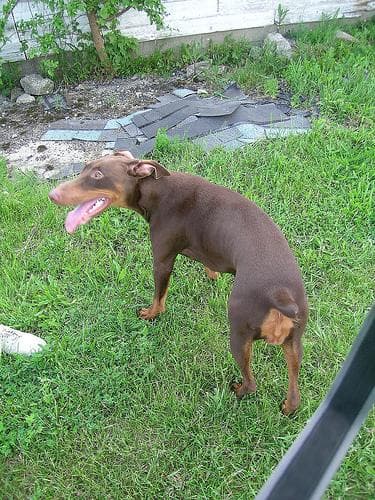 Doberman