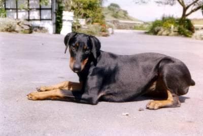 Doberman