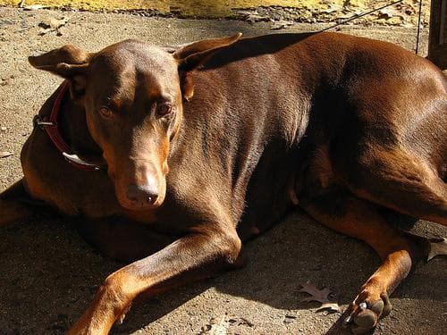 Doberman
