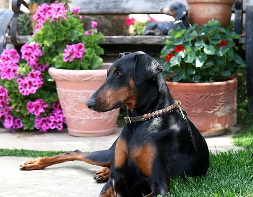 Doberman